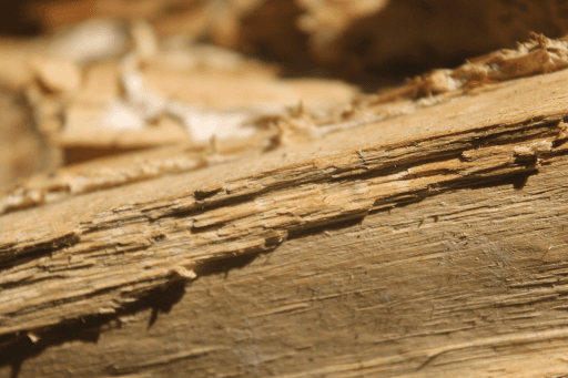Close-up of a structural timber shredded and hollowed along the grain by termite feeding